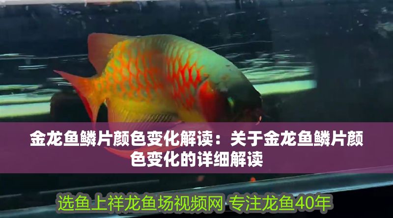 金龍魚鱗片顏色變化解讀：關于金龍魚鱗片顏色變化的詳細解讀