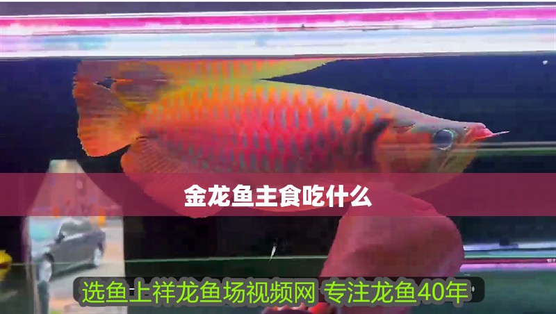 金龍魚主食吃什么