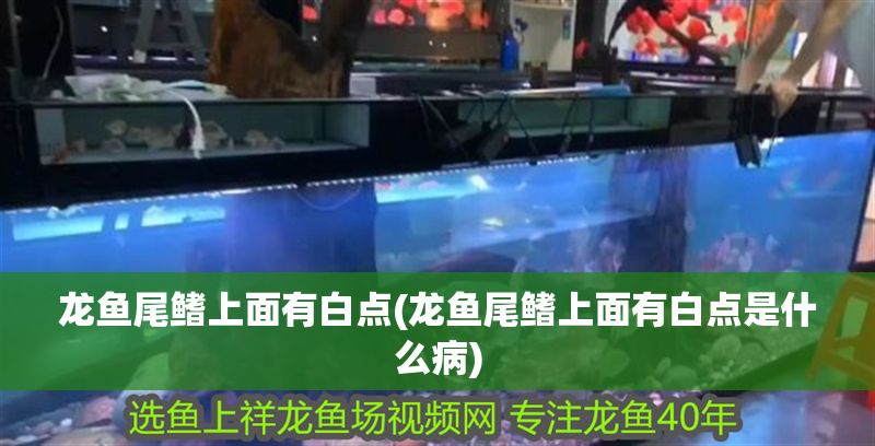 龍魚尾鰭上面有白點(龍魚尾鰭上面有白點是什么病)