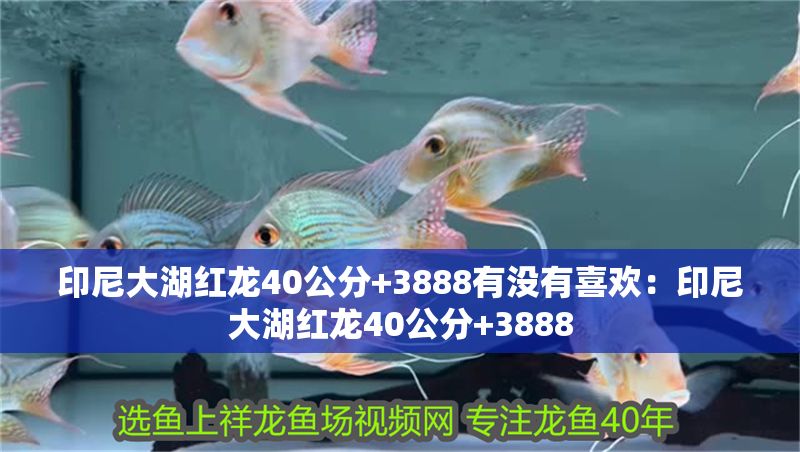 印尼大湖紅龍40公分+3888有沒有喜歡：印尼大湖紅龍40公分+3888