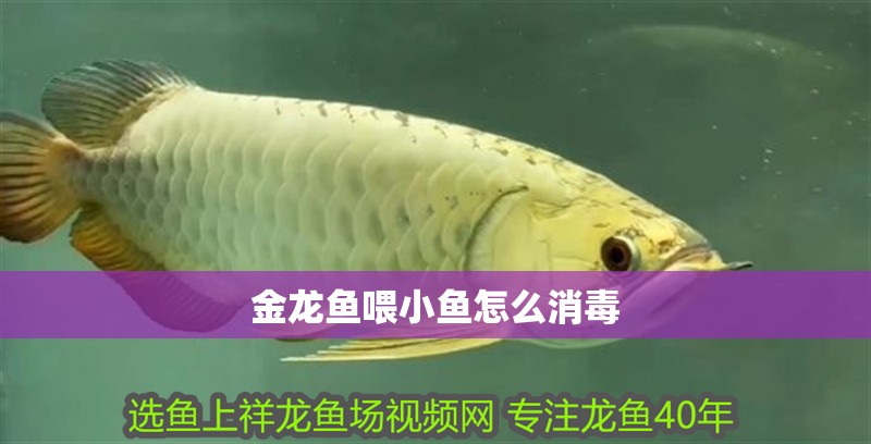 金龍魚喂小魚怎么消毒