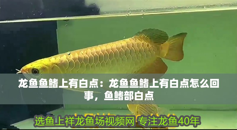 血紅龍魚長什么樣子（血紅龍魚長什么樣子圖片）