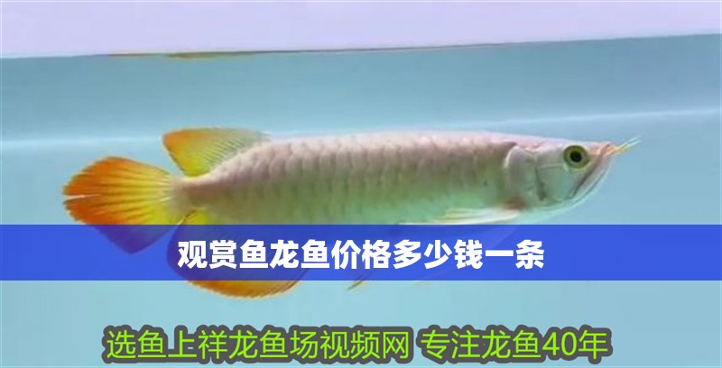 觀賞魚龍魚價格多少錢一條