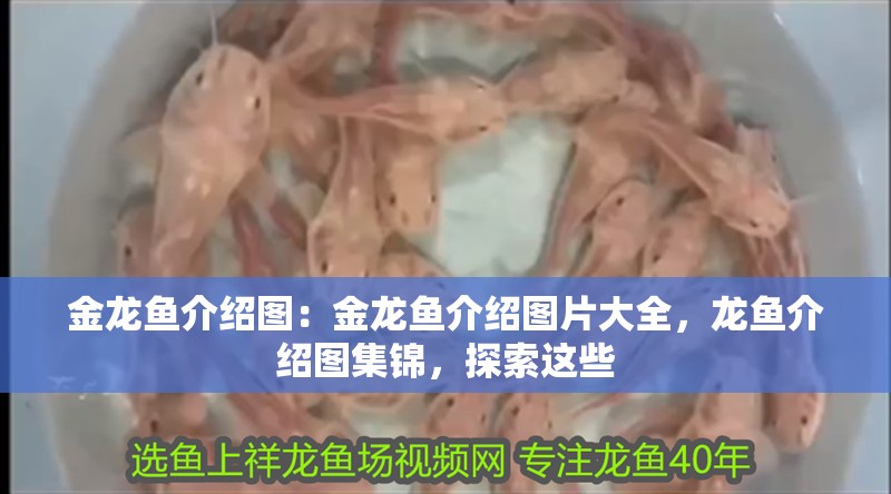 金龍魚介紹圖：金龍魚介紹圖片大全，龍魚介紹圖集錦，探索這些