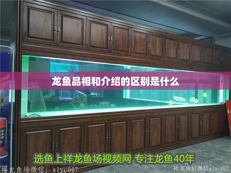 龍魚品相和介紹的區別是什么