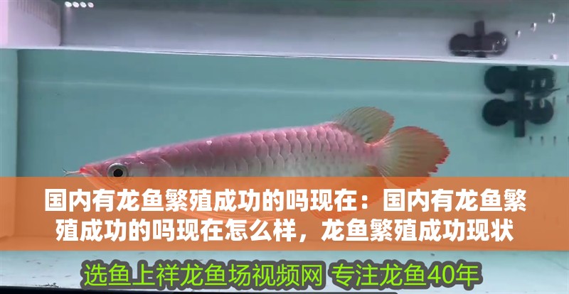 國內有龍魚繁殖成功的嗎現在：國內有龍魚繁殖成功的嗎現在怎么樣，龍魚繁殖成功現狀