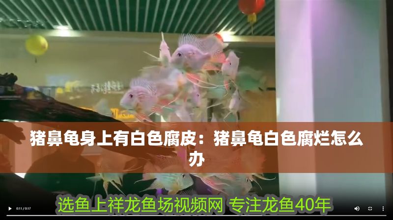 豬鼻龜身上有白色腐皮：豬鼻龜白色腐爛怎么辦