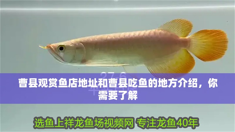 曹縣觀賞魚店地址和曹縣吃魚的地方介紹，你需要了解