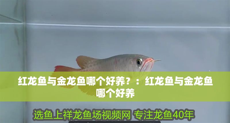 紅龍魚與金龍魚哪個好養(yǎng)？：紅龍魚與金龍魚哪個好養(yǎng)