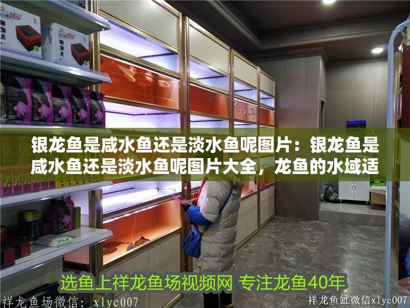 銀龍魚是咸水魚還是淡水魚呢圖片：銀龍魚是咸水魚還是淡水魚呢圖片大全，龍魚的水域適應性，咸水或