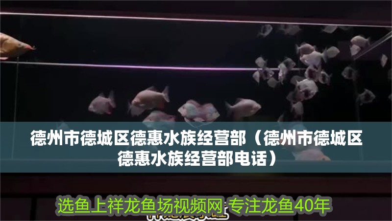 德州市德城區(qū)德惠水族經(jīng)營(yíng)部（德州市德城區(qū)德惠水族經(jīng)營(yíng)部電話(huà)）