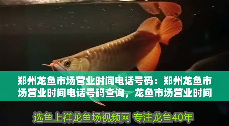 鄭州龍魚市場營業(yè)時間電話號碼：鄭州龍魚市場營業(yè)時間電話號碼查詢，龍魚市場營業(yè)時間