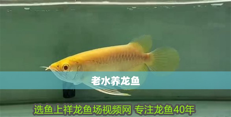 老水養龍魚