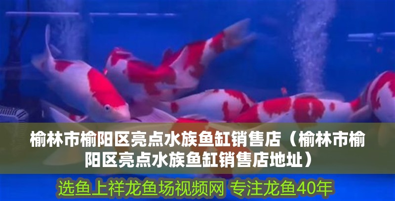 榆林市榆陽區(qū)亮點(diǎn)水族魚缸銷售店（榆林市榆陽區(qū)亮點(diǎn)水族魚缸銷售店地址）