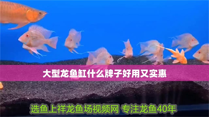 大型龍魚缸什么牌子好用又實惠