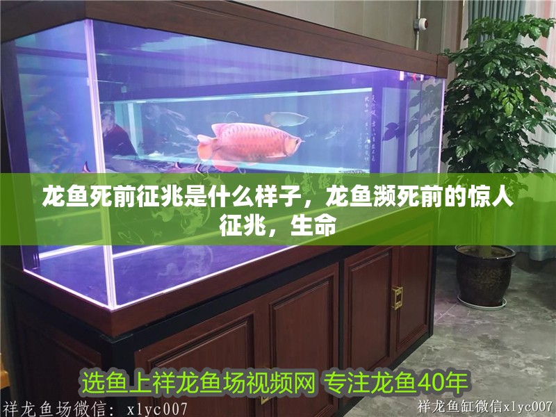 龍魚死前征兆是什么樣子，龍魚瀕死前的驚人征兆，生命