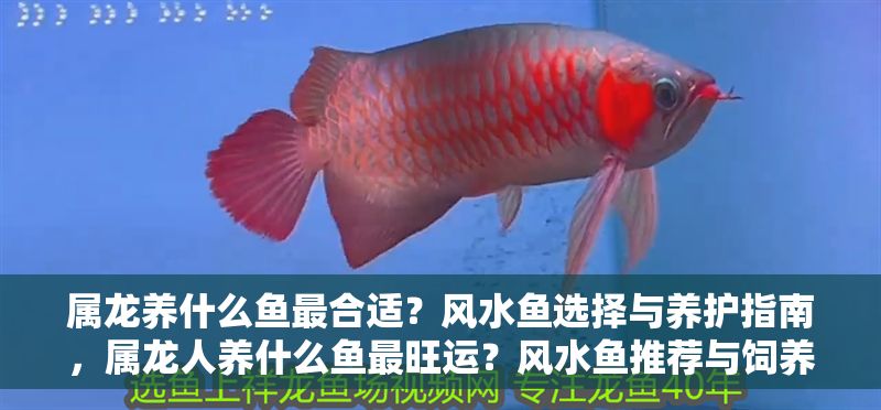 屬龍養什么魚最合適？風水魚選擇與養護指南，屬龍人養什么魚最旺運？風水魚推薦與飼養全攻略