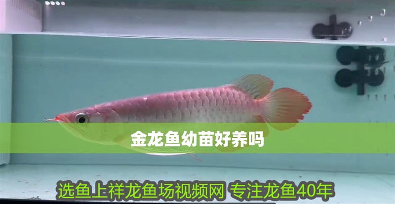 金龍魚幼苗好養嗎