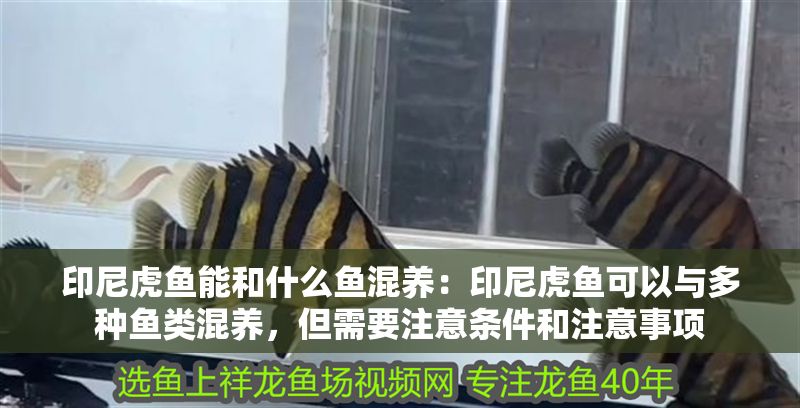 印尼虎魚能和什么魚混養：印尼虎魚可以與多種魚類混養，但需要注意條件和注意事項