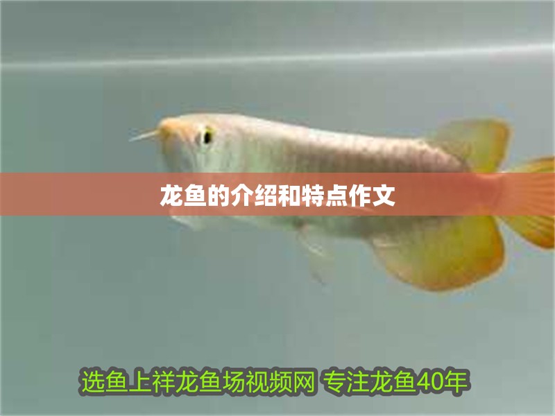 龍魚的介紹和特點作文