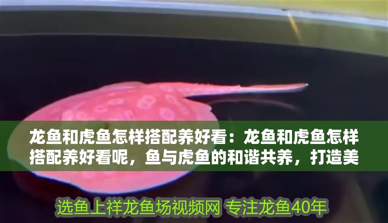 龍魚和虎魚怎樣搭配養(yǎng)好看：龍魚和虎魚怎樣搭配養(yǎng)好看呢，魚與虎魚的和諧共養(yǎng)，打造美觀的水族箱