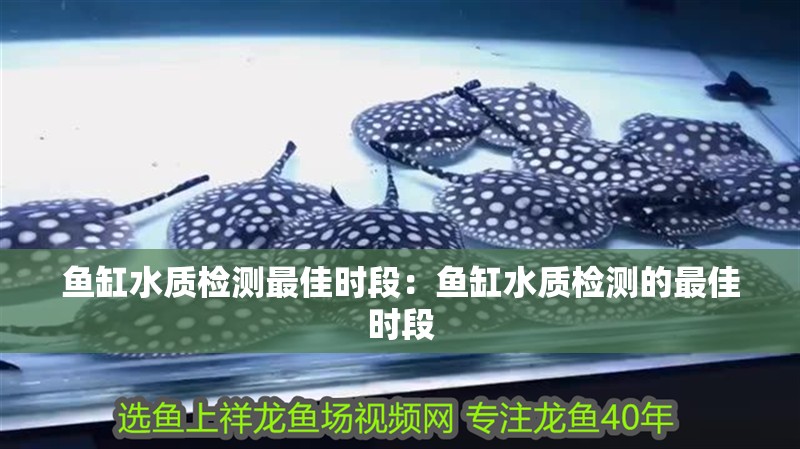 魚缸水質檢測最佳時段：魚缸水質檢測的最佳時段