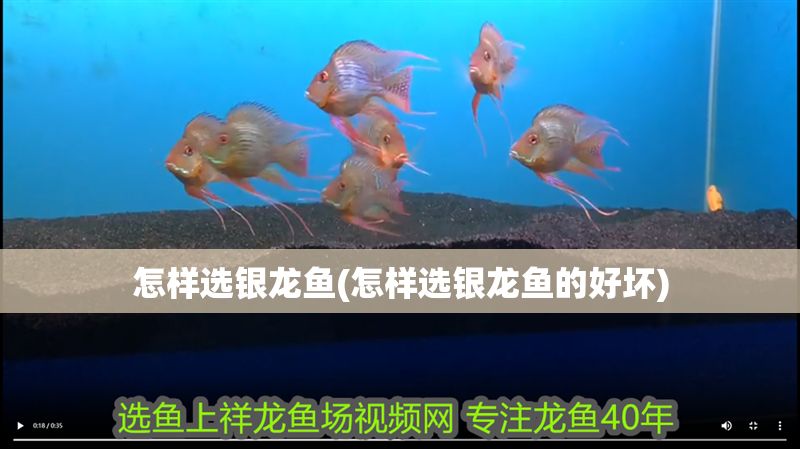 怎樣選銀龍魚(怎樣選銀龍魚的好壞)