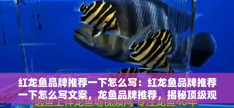 紅龍魚品牌推薦一下怎么寫：紅龍魚品牌推薦一下怎么寫文案，龍魚品牌推薦，揭秘頂級觀賞魚