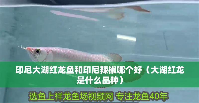 印尼大湖紅龍魚(yú)和印尼辣椒哪個(gè)好（大湖紅龍是什么品種）