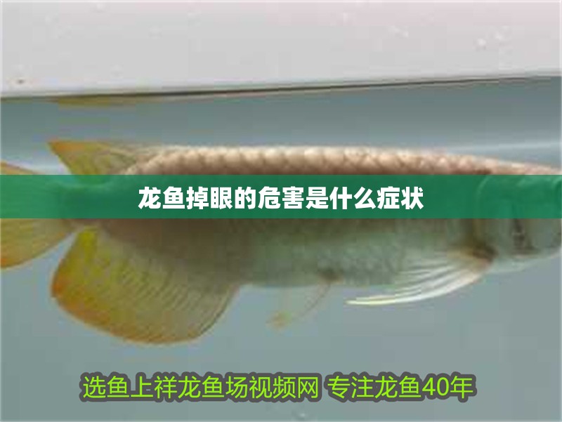 龍魚(yú)掉眼的危害是什么癥狀