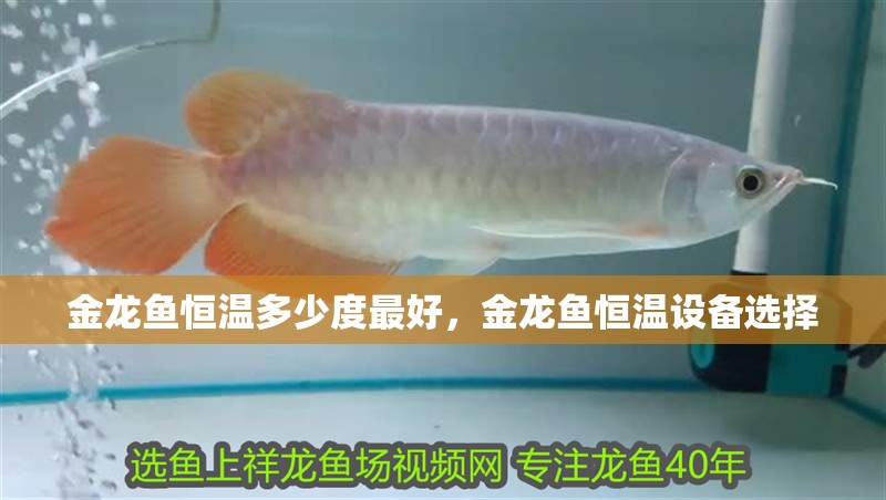 金龍魚恒溫多少度最好，金龍魚恒溫設備選擇