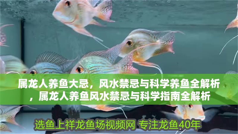 屬龍人養(yǎng)魚大忌，風水禁忌與科學養(yǎng)魚全解析，屬龍人養(yǎng)魚風水禁忌與科學指南全解析