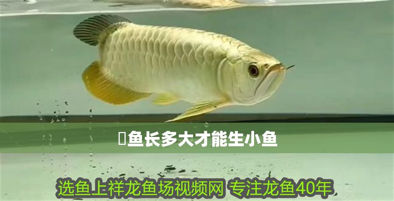 魟魚長多大才能生小魚