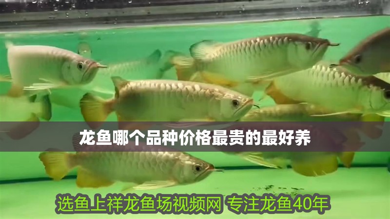 龍魚哪個品種價格最貴的最好養