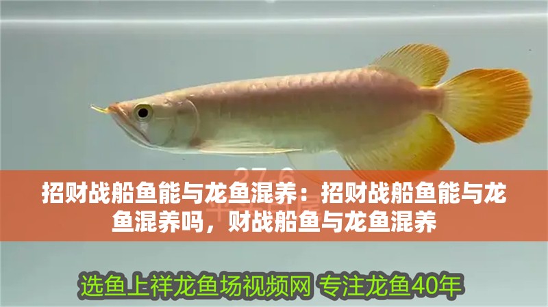 招財戰船魚能與龍魚混養：招財戰船魚能與龍魚混養嗎，財戰船魚與龍魚混養