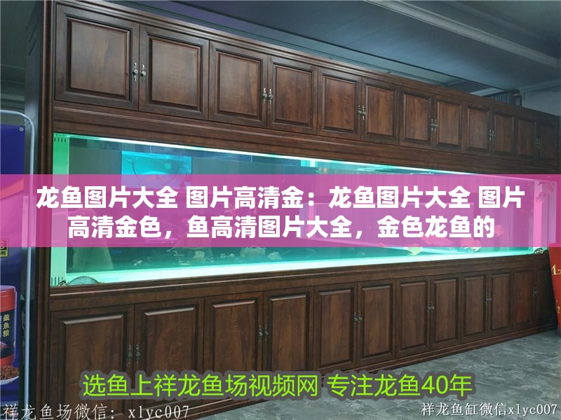 龍魚圖片大全 圖片高清金：龍魚圖片大全 圖片高清金色，魚高清圖片大全，金色龍魚的