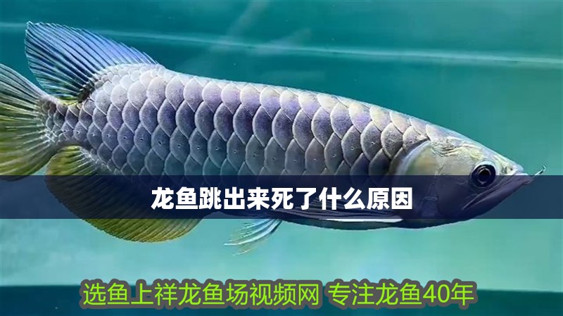 龍魚跳出來死了什么原因