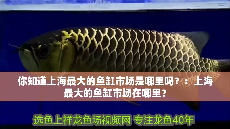你知道上海最大的魚缸市場是哪里嗎？：上海最大的魚缸市場在哪里？