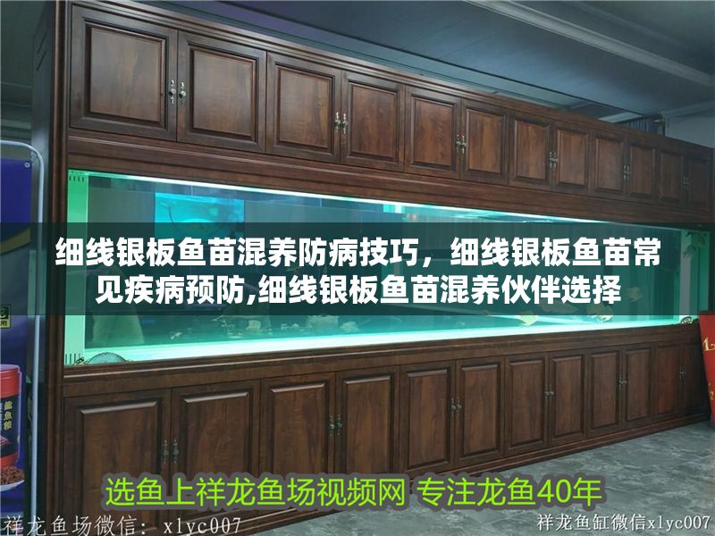 細(xì)線銀板魚苗混養(yǎng)防病技巧，細(xì)線銀板魚苗常見疾病預(yù)防,細(xì)線銀板魚苗混養(yǎng)伙伴選擇