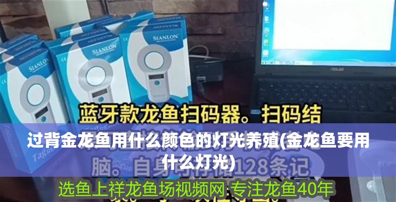 過背金龍魚用什么顏色的燈光養殖(金龍魚要用什么燈光)