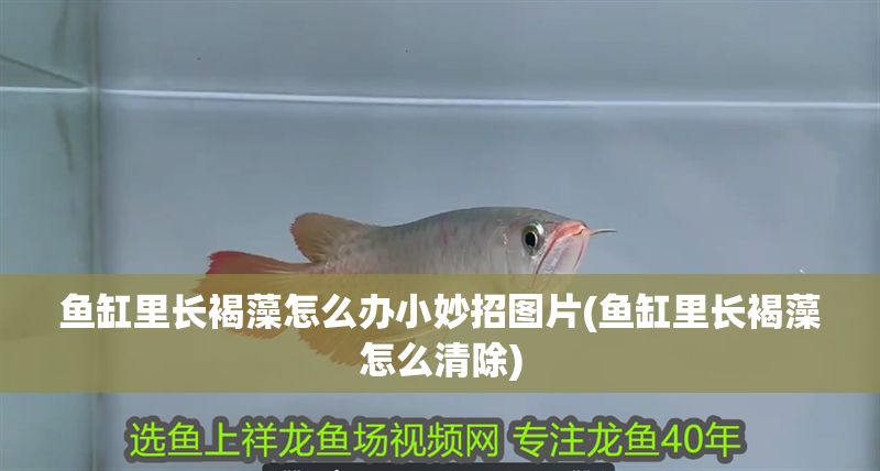魚缸里長褐藻怎么辦小妙招圖片(魚缸里長褐藻怎么清除)
