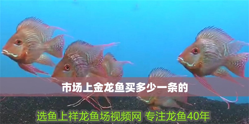 市場上金龍魚買多少一條的 龍魚百科 第2張 市場上金龍魚買多少一條的 市場上金龍魚買多少一條的 龍魚百科 第2張