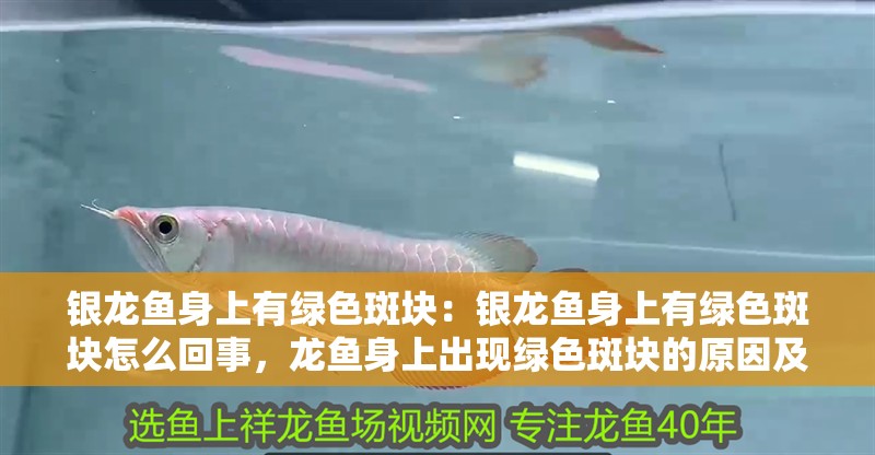 銀龍魚(yú)身上有綠色斑塊：銀龍魚(yú)身上有綠色斑塊怎么回事，龍魚(yú)身上出現(xiàn)綠色斑塊的原因及處理方法