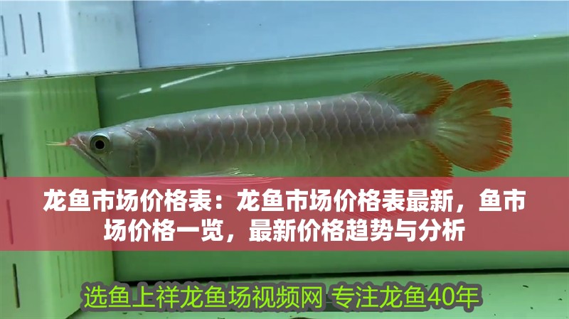 魚缸應(yīng)該擺放在家里的什么位置好(家里魚缸適合擺放什么位置)