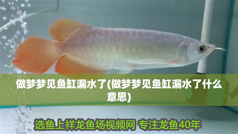 做夢夢見魚缸漏水了(做夢夢見魚缸漏水了什么意思)