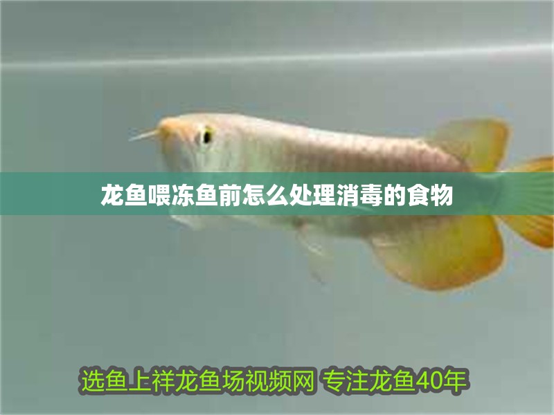 龍魚喂凍魚前怎么處理消毒的食物
