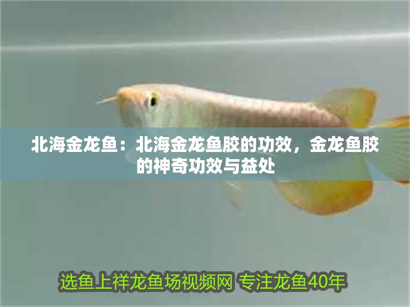 北海金龍魚：北海金龍魚膠的功效，金龍魚膠的神奇功效與益處