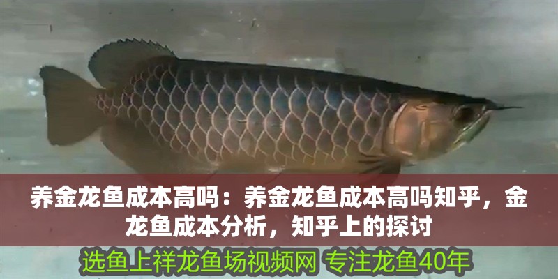 養金龍魚成本高嗎：養金龍魚成本高嗎知乎，金龍魚成本分析，知乎上的探討