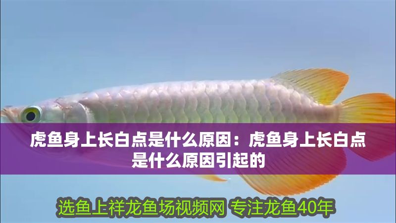 虎魚身上長白點是什么原因：虎魚身上長白點是什么原因引起的