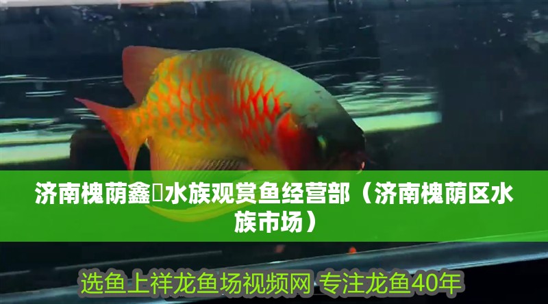 濟南槐蔭鑫鱻水族觀賞魚經營部（濟南槐蔭區水族市場）